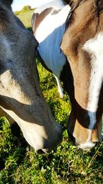 Close-up low section of horse