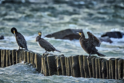 Birds perching on wooden post