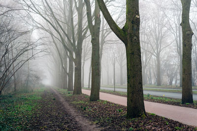 View of the footpath by the road in the fog.