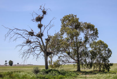 Tree on field against clear sky