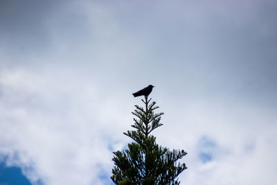 Low angle view of bird perching on a tree