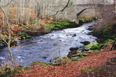 Stream flowing through forest