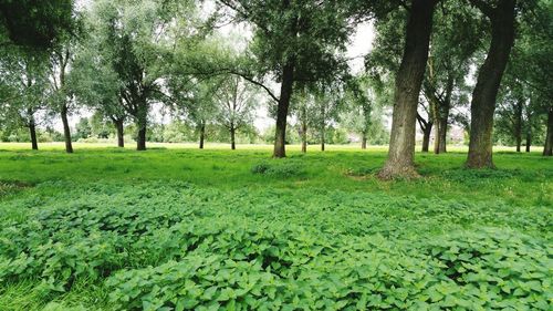 Trees on grassy field