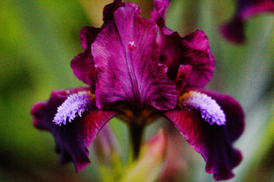 Close-up of purple flowers blooming outdoors