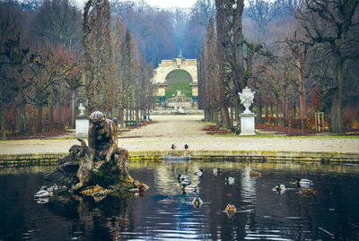 Trees in a lake