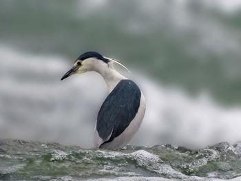 Close-up of bird perching on water