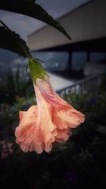 Close-up of pink rose flower