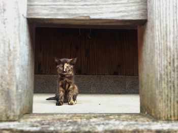 Portrait of cat sitting on wooden door