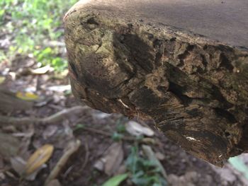 Close-up of tree stump