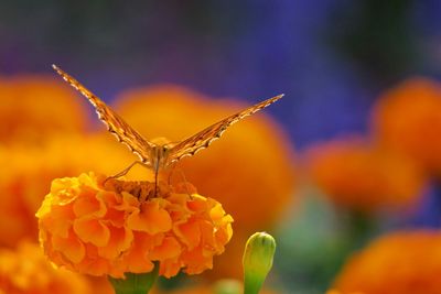 Close-up of insect on plant