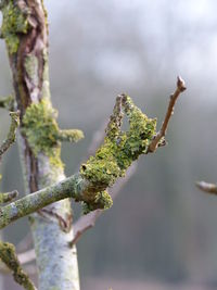 Close-up of fresh green plant