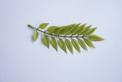 leaf
