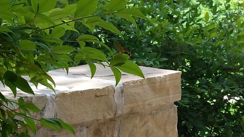 Close-up of fresh green plants hanging from tree in yard