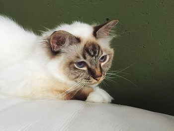 Close-up portrait of cat