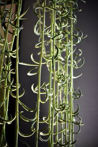 Full frame shot of plants on table