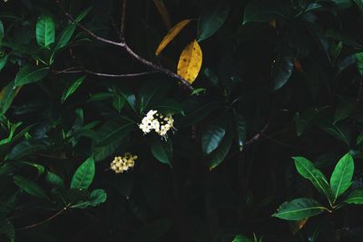 Butterfly on flower