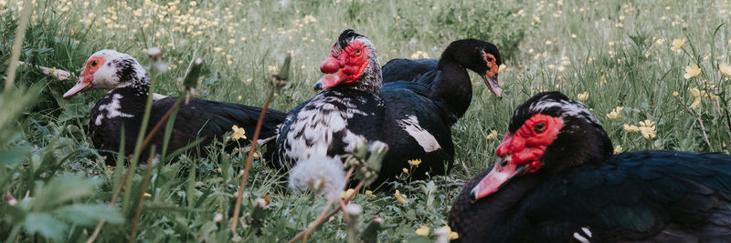 Male and female musk or indo ducks on farm in nature on grass. breeding of poultry