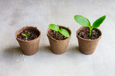 Close-up of potted plant