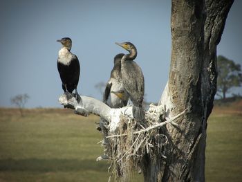 Birds perching on tree against clear sky