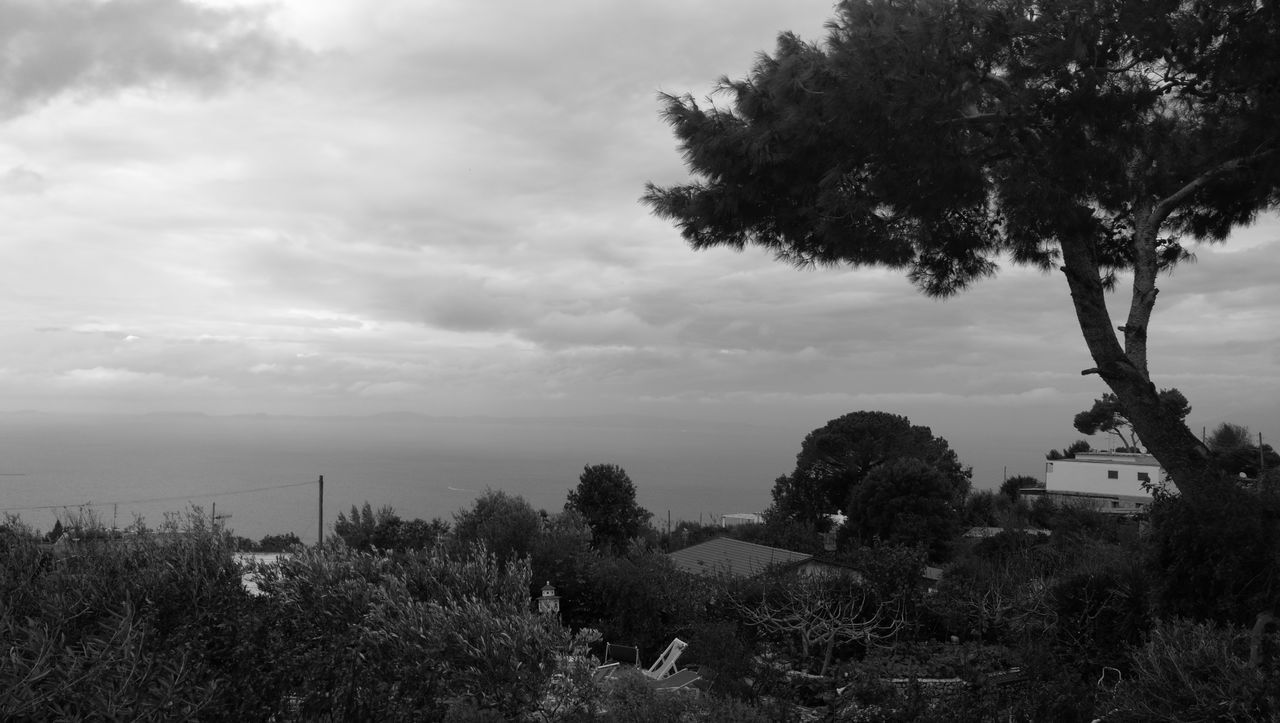 tree, sky, solitude, growth, tranquil scene, plant, tranquility, cloud - sky, nature, countryside, cloud, scenics, beauty in nature, remote, field, day, outdoors, cloudy, non-urban scene, no people, cloudscape