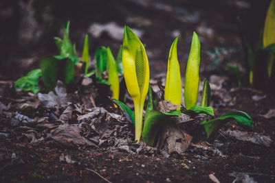 Close-up of yellow crocus plant growing on field