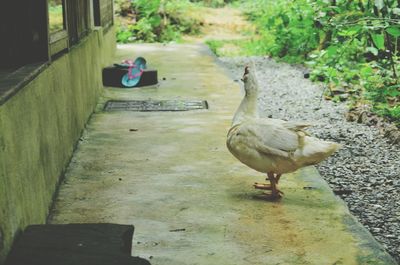 Birds perching on ground