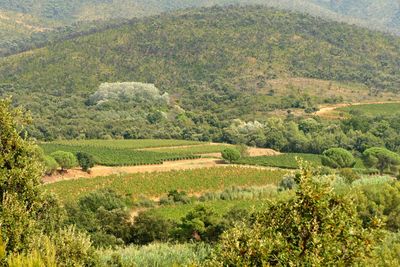 Scenic view of agricultural field