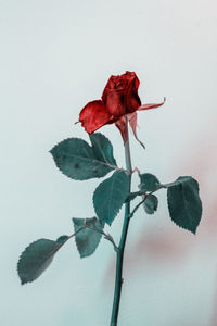 Close-up of red rose against white background