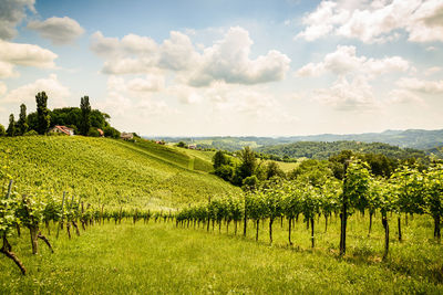 Scenic view of agricultural field against sky