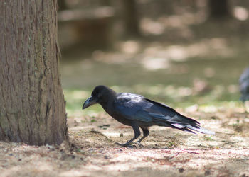 Bird perching near tree trunk