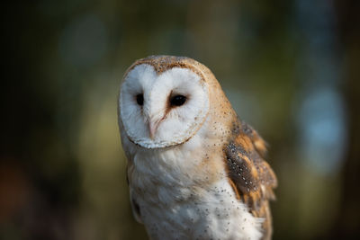 Close-up portrait of a bird