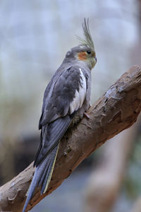 Bird perching on a branch