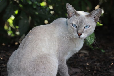 Close-up portrait of a cat