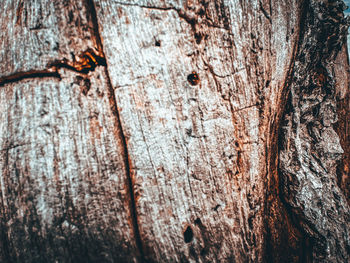 Full frame shot of tree trunk