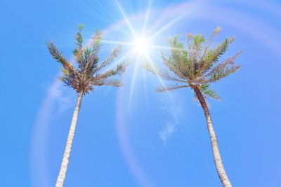 Low angle view of palm tree against blue sky