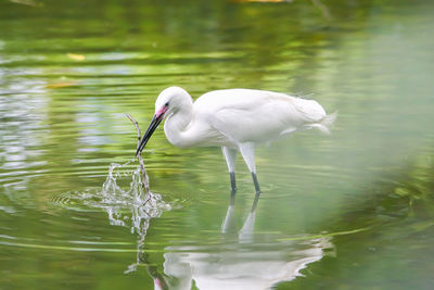 Close-up of stork in shallow water