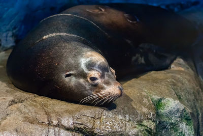 Close-up of seal resting on rock