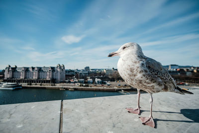 Seagull perching on retaining wall against cityscape