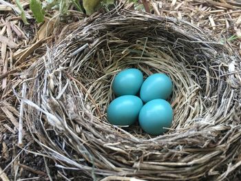  bird nest, eggs nestled in the tree in spring