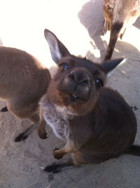 Close-up of kangaroos