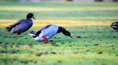 Birds on field