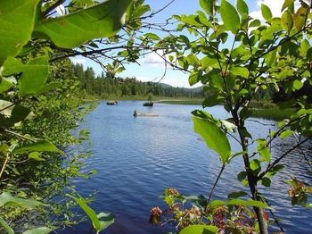 View of trees in water