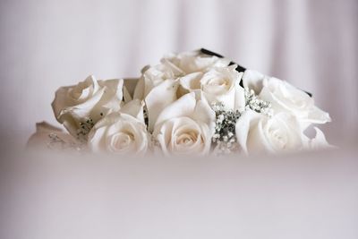 Close-up of white roses