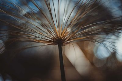 Close-up of dandelion against sky