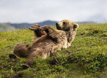 Brown bear lying on his back in the sun and stretching his limbs in the air