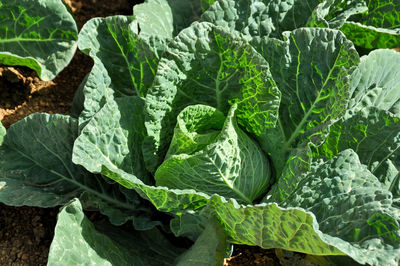 Close-up of green leaves