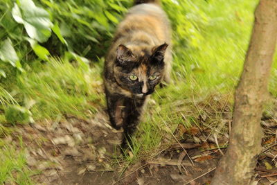 Cat on green grass