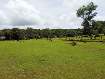 View of sheep grazing on field against sky