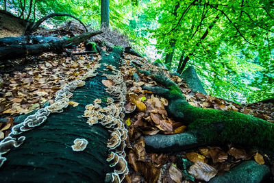 Close-up of tree trunk in forest