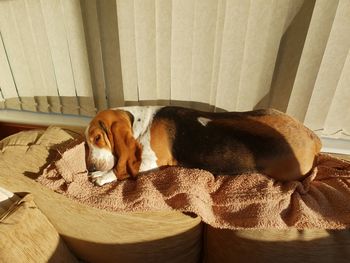 View of dog sleeping at home